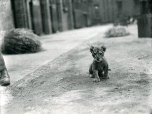 Leeuwenwelp in de London Zoo, 1912 door Frederick William Bond